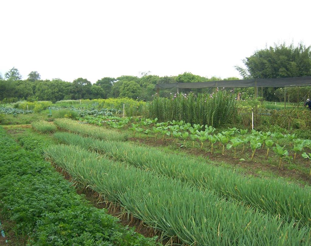 Como exemplos podemos citar a diversificação e rotação de canteiros em hortas e o consórcio de hortaliças com adubos verdes no mesmo canteiro (Figura 6), ou plantio de culturas