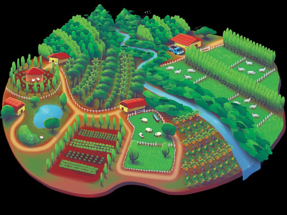Sistemas Agroflorestais Objetivos propostas atrativas ao produtor