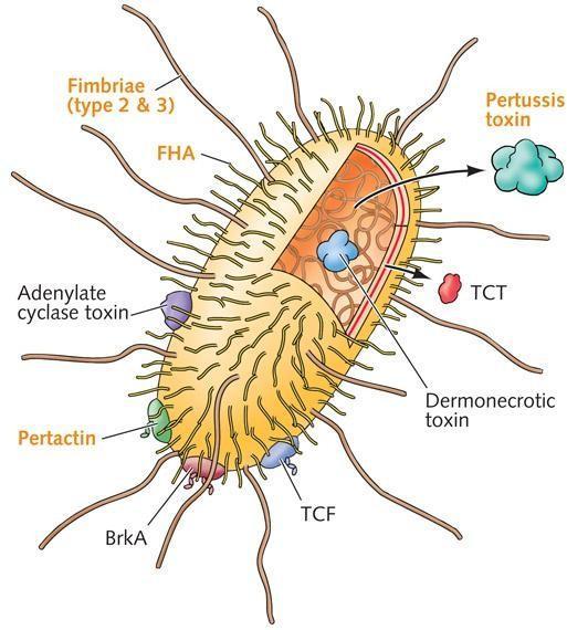 Bordetella pertussis Fatores de virulência Cápsula Adesinas: Fímbrias, Hemaglutininas filamentosas, Pertactina Toxinas: Toxina pertussis