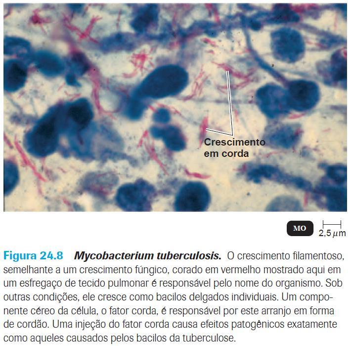 Mycobacterium tuberculosis Agente etiológico da tuberculose (TB) Bacilo delgado, aeróbio obrigatório, imóvel Não formador de