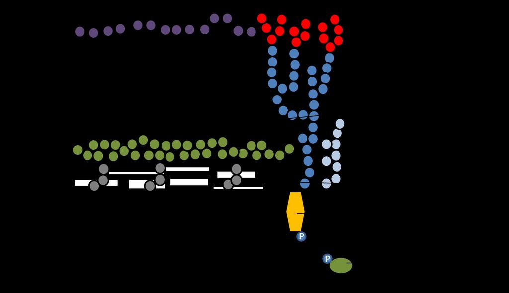 Mycobacterium tuberculosis Complexa parede