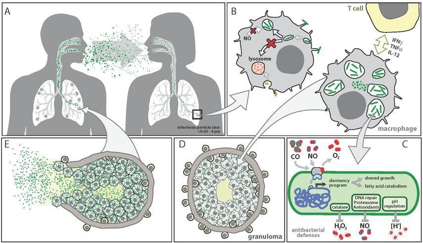 Mycobacterium tuberculosis - Patogênese A infecção primária é pulmonar Pode ocorrer a disseminação para qualquer sítio do corpo