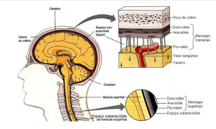 Sistema Nervoso Central Espeço