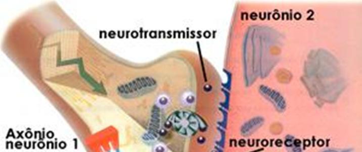 A atividade da 5-HT como um neurotransmissor é bem complexa.