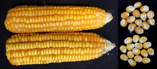 Descritores morfológicos para a diferenciação de sementes de milho (linhagens L, L2, L3 e L4). Adaptado de Ramos, 2004.