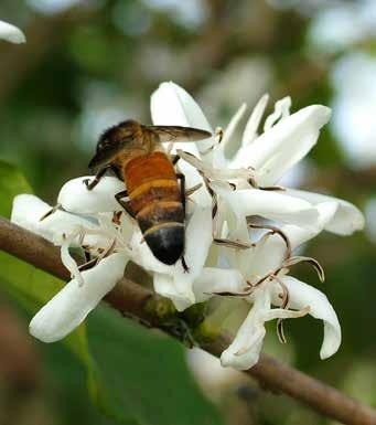 Ao sermos indagados sobre polinizadores para a agricultura, as abelhas são os primeiros animais que nos recordamos e a mais conhecida e popular delas é a Apis mellifera, atualmente distribuída em