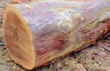 Breve Histórico Em razão da demanda associada às poucas opções de espécies de madeira conhecidas, a exploração seletiva da madeira se tornou predatória, reduzindo a receptividade do mercado para
