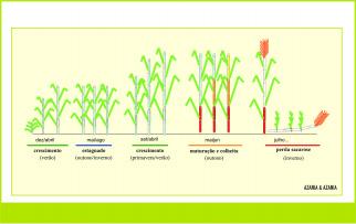 Figura 4. Assim, como existem diferenças de velocidade de crescimento entre os cultivares, o controle para cana-de-açúcar após o plantio pode ser feito até os 120 dias.
