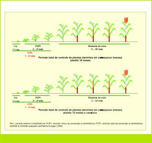 Entretanto, na mistura entre dois Figura 3. Esquema de período crítico para cana-de-açúcar. Instituto Agronômico, Ribeirão Preto (SP) Figura 4.