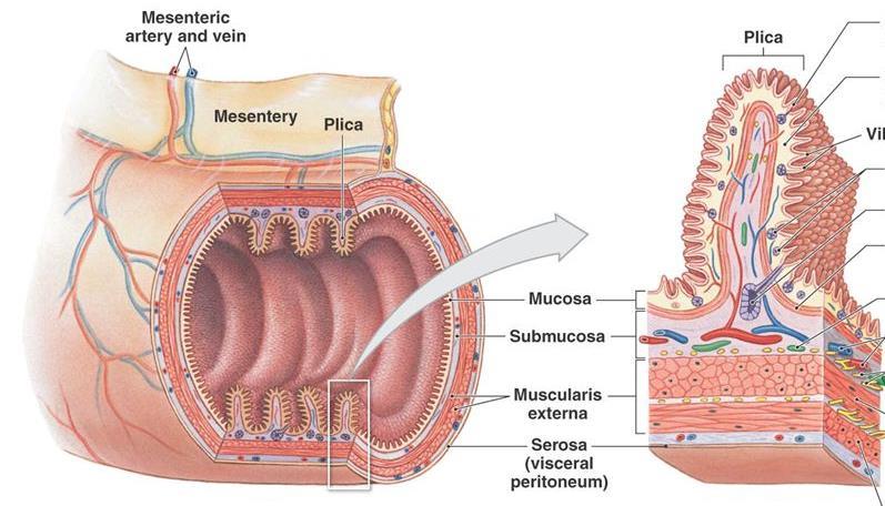 Intestino delgado de Gatos > área de camada mucosa por