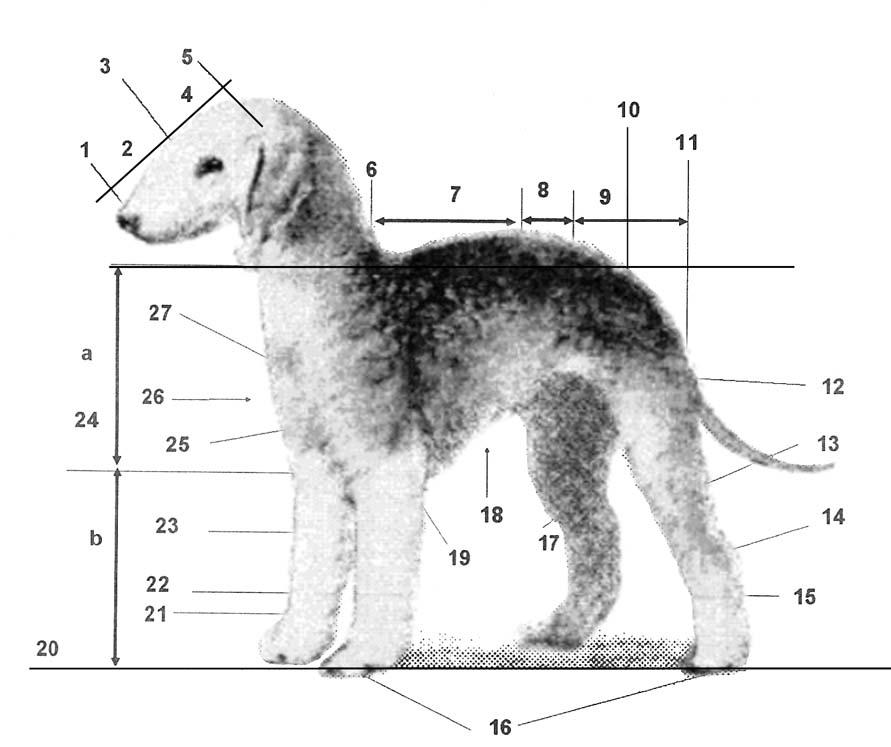 BEDLINGTON TERRIER NOMENCLATURA CINÓFILA UTILIZADA NESTE PADRÃO 1 Trufa 13 Perna 25 Braço 2 Focinho 14 Jarrete 26 Ponta do esterno 3 Stop 15 Metatarso 27 Ponta do ombro 4 Crânio 16 Patas 5 Occipital