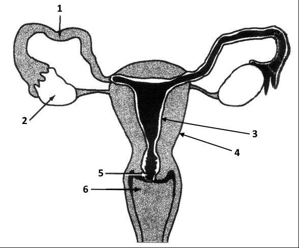 Concentração no sangue 2. A figura ao lado representa o aparelho reprodutor da mulher. 2.1. Identifique as estruturas representadas pelos números de 1 a 6. 2.2. A fecundação dá-se em enquanto a nidação ocorre na estrutura identificada com o número a) 1 3 b) 6 2 c) 6 3 d) 1 6 3.