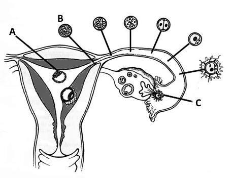 4.1. Faça corresponder cada uma das estruturas ováricas identificadas pelos números, a um dos momentos do ciclo hormonal feminino identificados com letras na parte direita da gravura. 4.2.