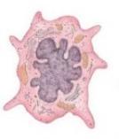 células epiteliais brônquicas, fibroblastos sinoviais reumatóides, queratinócitos orais e mastócitos (ROOPASHREE et al., 2010).