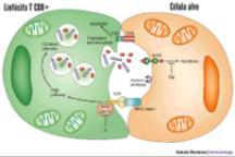 Acredita-se que as células T CD8+ autocitotóxicas, ativadas nesse processo, conduzem a morte celular das células do epitélio oral, provocando a manifestação
