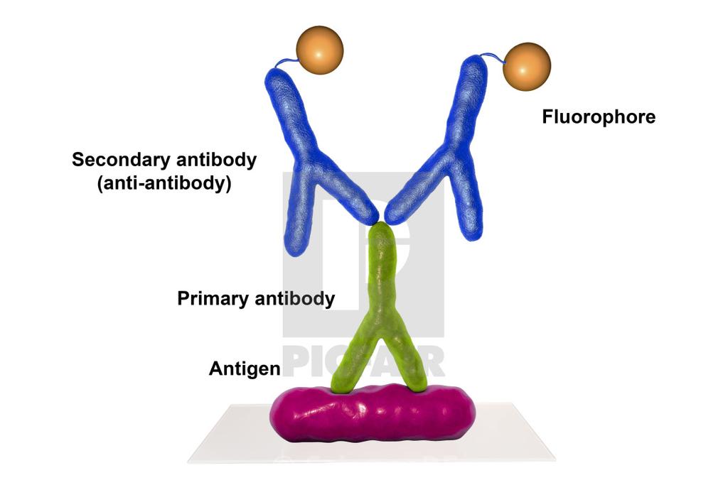 Fig 5 Inibição da Hemaglutinação Positivo Negativo Fig 6 As hemaglutininas virais são antigênicas e, quando um vírus hemaglutinante infecta o organismo humano ou animal, há a produção de anticorpos