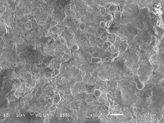 A Figura 4, mostra a superfície do aço na condição de como recebido e observa-se que em apenas 24 horas (Figura 5a) já houve um bom desenvolvimento de biofilme com caraterísticas não uniformes e com