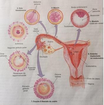 Esquema representando corte longitudinal de uma das duas tubas uterinas, do útero e de parte da vagina, de algumas etapas da fecundação e do início do desenvolvimento embrionário humano.