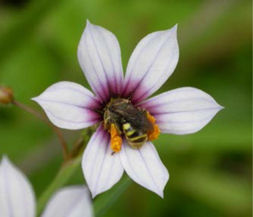 Abelhas e flores uma velha história de amor.