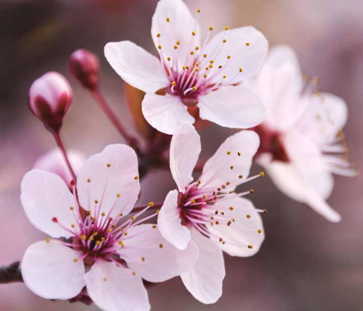A flor de cerejeira, Sakura em japonês, é a flor símbolo deste país. No Brasil, também é possível cultivar a espécie.