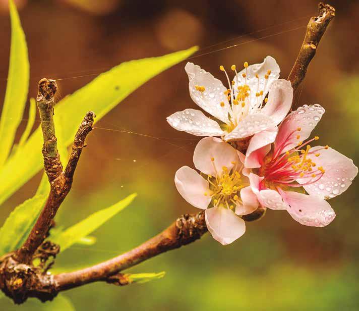 O pessegueiro (Prunus persica) é uma árvore nativa da China e sul da Ásia.