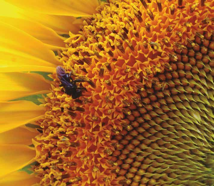 O girassol recebe esse nome porque sua flor acompanha a trajetória do sol, do nascente ao poente.