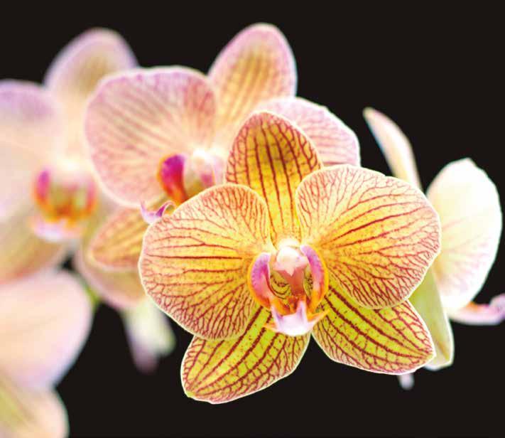 As orquídeas são encontradas em todas as regiões do planeta, exceto na Antártida.
