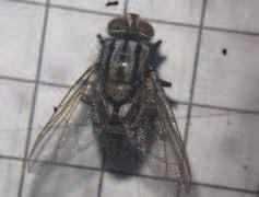 Flutuação populacional de Tachinidae, parasitoide de D.