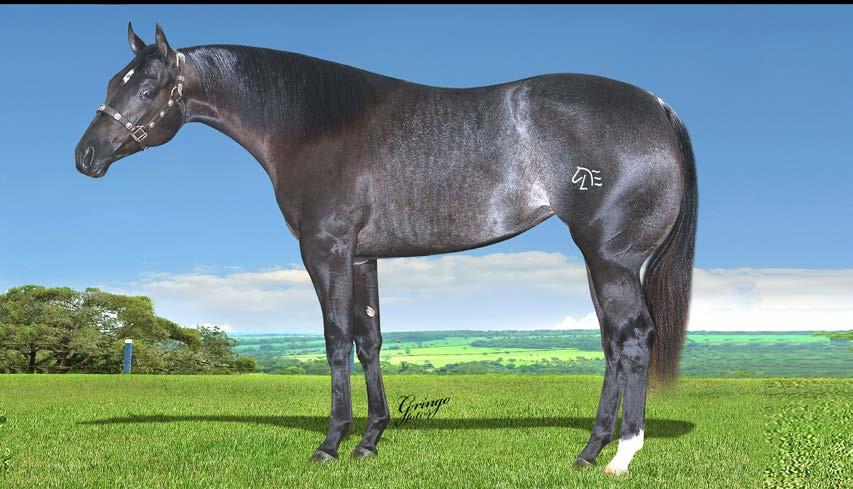 12 FIRST ZORRERITA LE Em Andamento Fêmea Preto 01/10/17 - Cernelha: 1,41 Vendedor: HARAS COSTA FERREIRA ZORREIRO FRECKLES LE CD MISS CAT CHICK PG BLUE MAX EAGLE CLUOOSA PURO CD QHR MISS COMANCHECAT