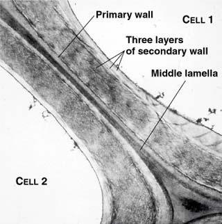 The polysaccharide are inside cell walls with low porosity Mesmo proteínas de baixa massa molar não infiltram na parede cellular intacta insulina 5,7 mioglobina