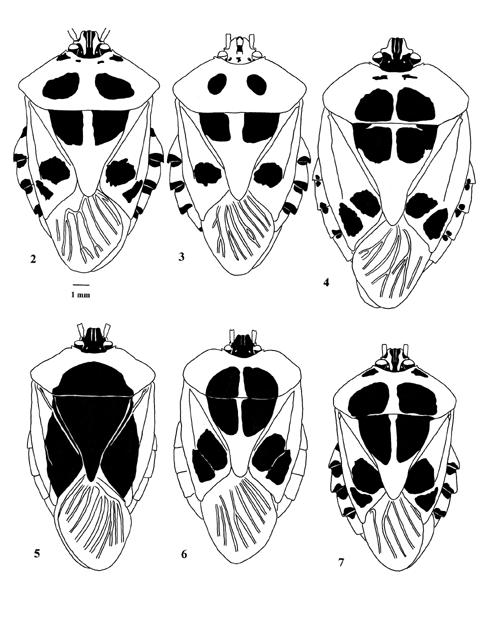 Revisão do gênero Runibia (Heteroptera, Pentatomidae, Pentatomini) 11 Figs. 2-7. Vista dorsal: 2, Runibia caribeana sp. nov.; 3, R.