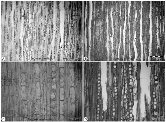 790 Santos, S. R. ; Marchiori, J. N. C.; Siegloch, A. M. FIGURA 2: Aspectos anatômicos em madeiras de Eugenia. A. Raios com 1-3 células de largura e margens unisseriadas de até 4 células (seção longitudinal tangencial).