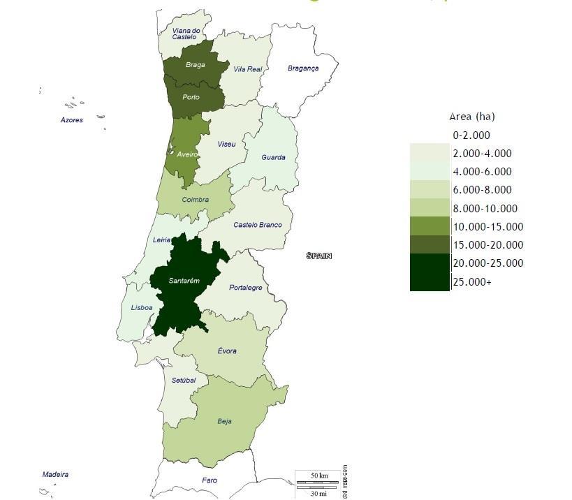 Production (thousand tons) Area (thousand hectares) Yield (tons/ha) In Portugal, approximately 40% of the cultivated area for cereals is for corn.