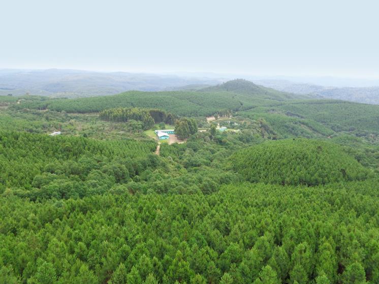 território nacional) 5,7 milhões de hectares com eucaliptos e
