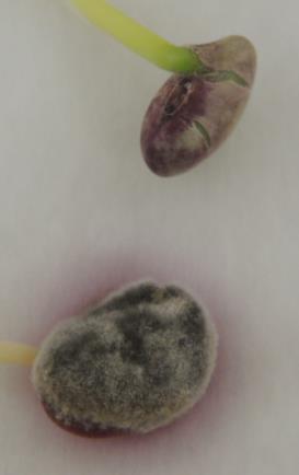 2.3) Cercospora kikuchii Muito comum em sementes, não afeta a