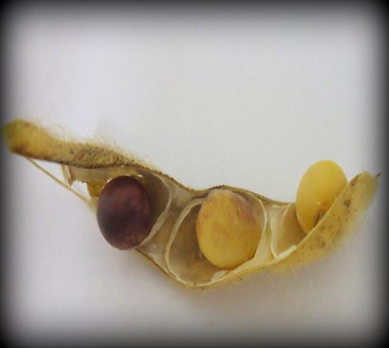 1 Figura 1 - semente com sintoma de mancha púrpura Figura 2 -