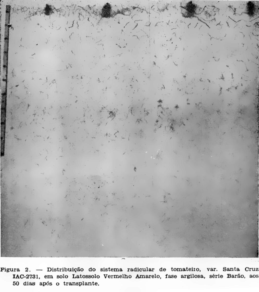 4 CONCLUSÕES Apesar do sistema radicular do tomateiro apresentar-se bastante profundo nas três idades estudadas, cerca de 63 ü /o de suas raízes (média das três idades) localizaram-se nos