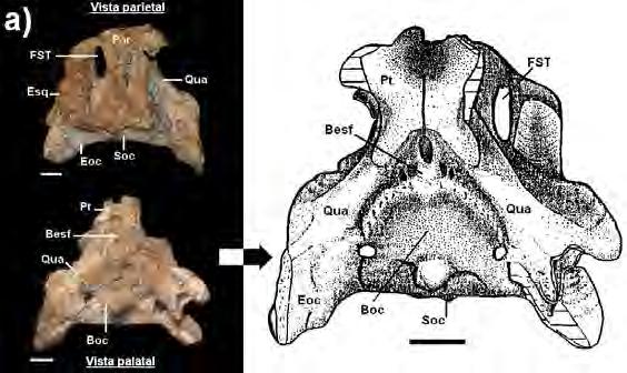 Figura 64: Material de Notosuchus terrestris do Museo Argentino de
