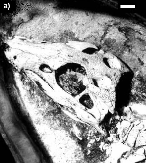 Figura 40: Araripesuchus gomesii, AMNH 24450: a) espécimen em vista superior esquerda; b) reconstrução do crânio em vista lateral; c) reconstrução do crânio em vista parietal;