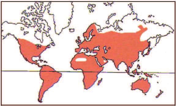 Figura 33. Mapa de distribuição da família Solanaceae na América do Sul (Fonte: site The Solanaceae Source, acessado em 22.11.2008).