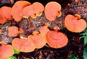 A serragem foi coletada em uma serraria do município, sendo constituída de pinus. Posteriormente esses materiais foram esterilizados em um secador de bandejas durante 3 horas à temperatura de 105 ºC.