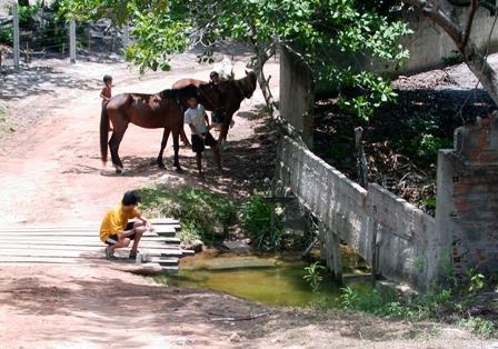 Pirangi montante do Balneário do Pium).