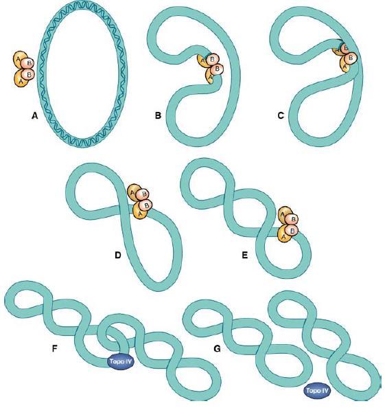 21 Figura 2. Função das enzimas DNA-girase e Topoisomerase IV. A-E: Ação da DNA-girase. Subunidade A e subunidade B, clivando e acrescentando giros em uma dupla fita de DNA cromossômico bacteriano.