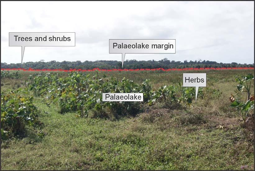 Figure 2 The sharp contact between arboreal vegetation and herbaceous vegetation indicates the transition zone between palaeolake and the edge at the coastal plain of the Doce River.