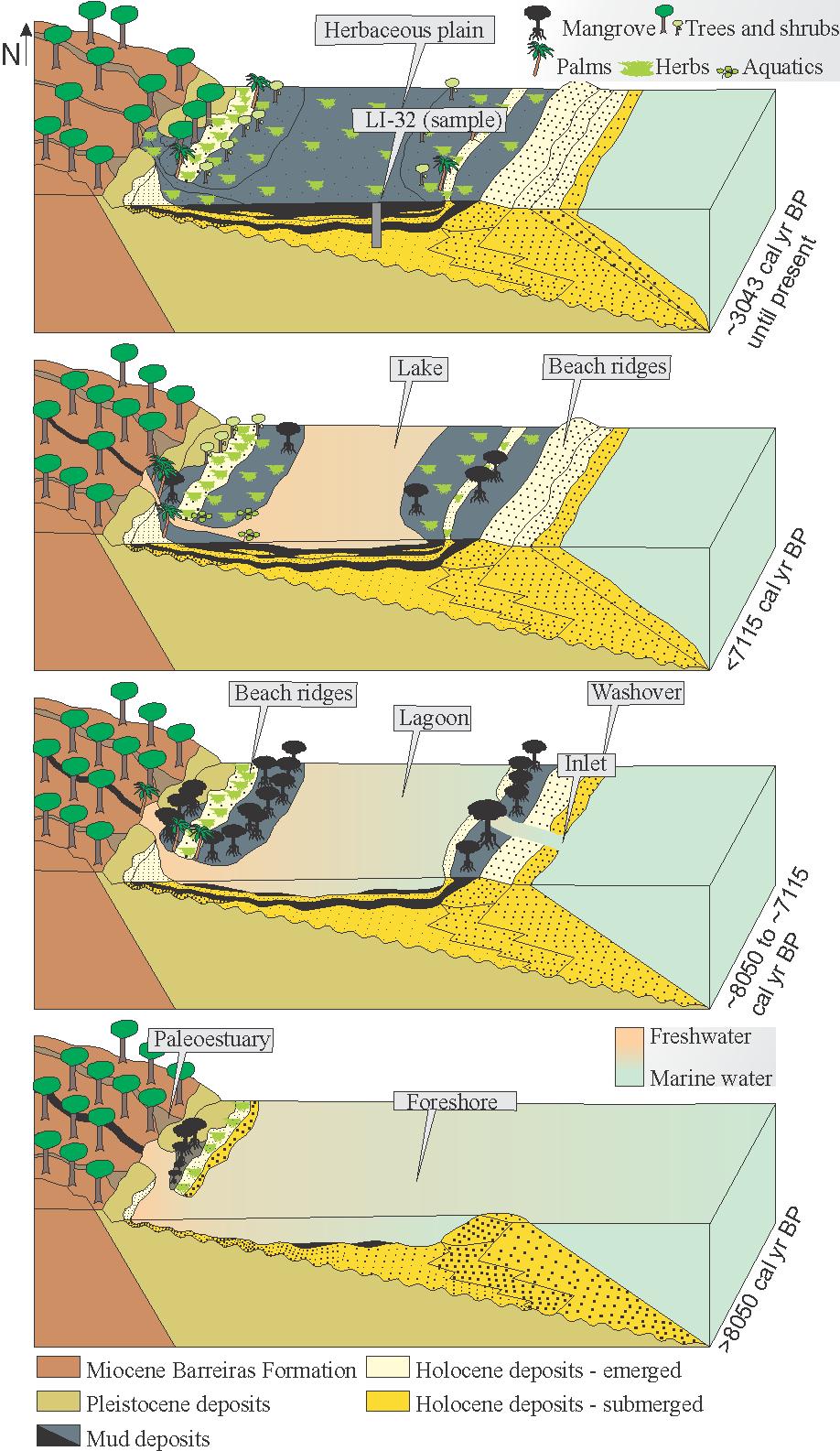 Figure 7 Model of the geomorphology and vegetation development with successive phases