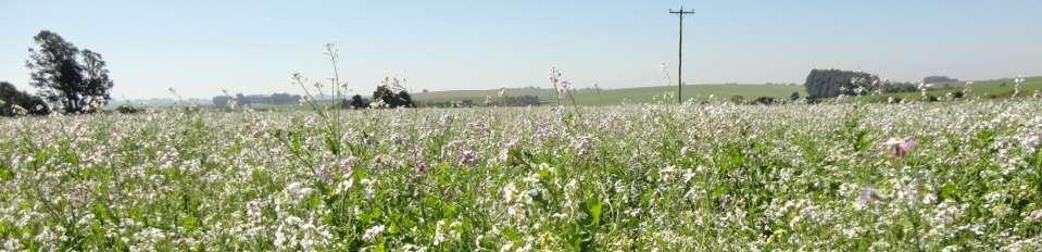 Biodiversidade Estruturação Estoque de MO e nutrientes Ciclagem de nutrientes Infiltração e