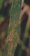 No controle destas doenças foliares do trigo, várias alternativas foram estudadas, como a semeadura direta, o cultivo mínimo, o plantio convencional com arado de disco e o plantio convencional com