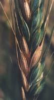 trigo no segundo e terceiro ano (trigo, aveia preta, ervilhaca e trigo). Os resultados confirmam que a severidade é maior com plantio direto e monocultura.