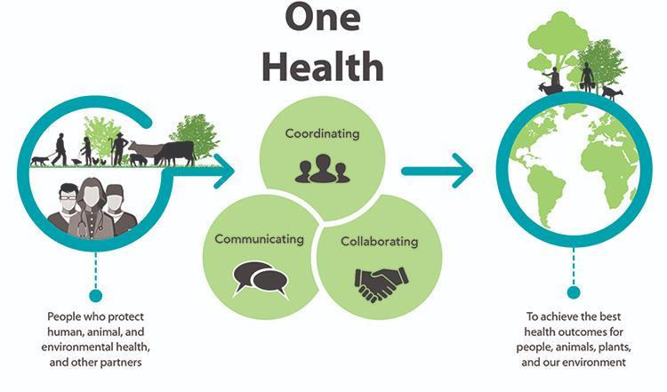 One Health - Uma só Saúde A OMS trabalha em colaboração com a Organização das Nações Unidas para a Alimentação
