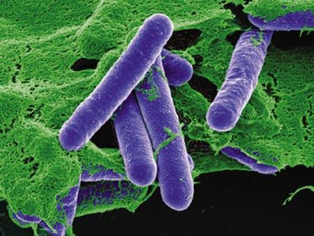 o Intensificadores/fixadores de cor (avermelhado característico da carne). o Inibidores do desenvolvimento microbiano (Clostridium botulinum).